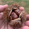 Hybrid Chestnut Tree (Castanea Dentata X Millesimal) - 3 Gallon Pot