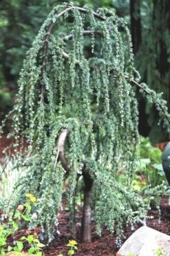 Serpentine Weeping Blue Atlas Cedar - 5 Gallon Pot 13 Serpentine Weeping Blue Atlas Cedar - 5 Gallon Pot -Cheap Plants Store ceadr blue atlas serpentine 1