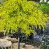 Gold Cascade Deodar Cedar (Single Trunk Topiary Tree)- 7 Gallon Pot 2 Gold Cascade Deodar Cedar (Single Trunk Topiary Tree)- 7 Gallon Pot -Cheap Plants Store cedrus deodara gold cascade single trunk tree form topiary 2
