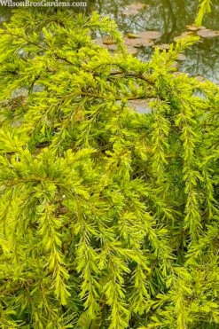 Gold Cascade Deodar Cedar (Single Trunk Topiary Tree)- 7 Gallon Pot -Cheap Plants Store cedrus deodara gold cascade single trunk tree form topiary 3