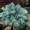 Divinely Blue Deodar Cedar Tree (Single Trunk Topiary) - 3 Gallon Pot -Cheap Plants Store cedrus deodora divinely blue topiary tree 100