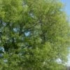 Sugarberry Tree (Celtis Laevigata) - 3 Gallon Pot -Cheap Plants Store celtis laevigata sugarberry tree 1