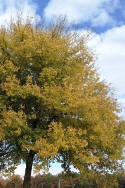 Sugarberry Tree (Celtis Laevigata) - 3 Gallon Pot -Cheap Plants Store celtis laevigata sugarberry tree 2