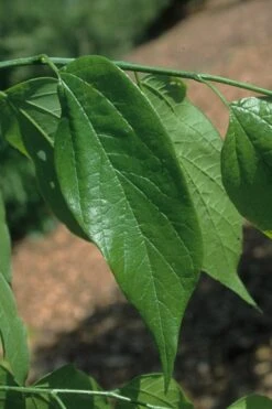 Sugarberry Tree (Celtis Laevigata) - 3 Gallon Pot -Cheap Plants Store celtis laevigata sugarberry tree 4