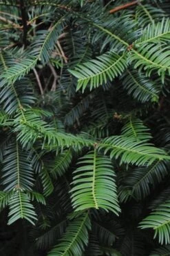 Japanese Plum Yew Tree (Cephalotaxus Harringtonia) - 3 Gallon Pot -Cheap Plants Store cephalotaxus harringtonia tree 2