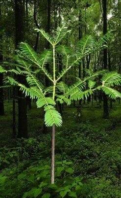 Japanese Plum Yew Tree (Cephalotaxus Harringtonia) - 3 Gallon Pot -Cheap Plants Store cephalotaxus harringtonia tree 6