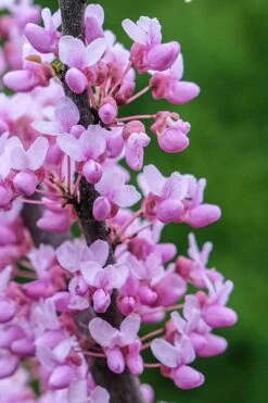 Alley Cat Redbud Tree - 7 Gallon Pot (4-5') 13 Alley Cat Redbud Tree - 7 Gallon Pot (4-5') -Cheap Plants Store cercis canadensis alley cat redbud 2