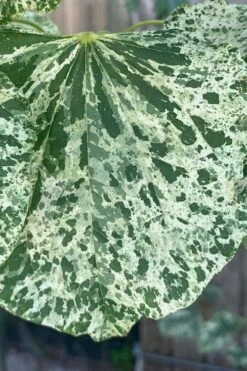 Alley Cat Redbud Tree - 7 Gallon Pot (4-5') 14 Alley Cat Redbud Tree - 7 Gallon Pot (4-5') -Cheap Plants Store cercis canadensis alley cat redbud 3