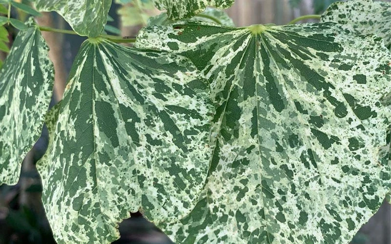 Alley Cat Redbud Tree - 7 Gallon Pot (4-5') 9 Alley Cat Redbud Tree - 7 Gallon Pot (4-5') - Image 7