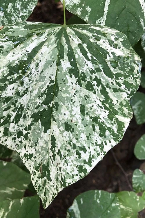 Alley Cat Redbud Tree - 7 Gallon Pot (4-5') 3 Alley Cat Redbud Tree - 7 Gallon Pot (4-5')