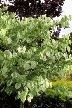 Alley Cat Redbud Tree - 7 Gallon Pot (4-5') 12 Alley Cat Redbud Tree - 7 Gallon Pot (4-5') -Cheap Plants Store cercis canadensis alley cat redbud 6