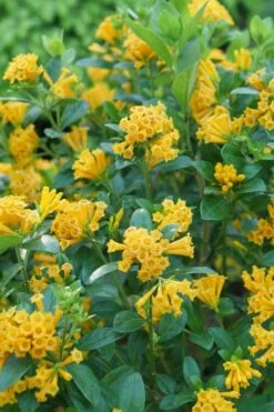 Juiced Orange Jessamine (Cestrum Corymbosum) - 3 Pack Of Quart Pots -Cheap Plants Store cestrum juiced orange jessamine 1 1