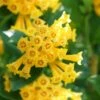 Juiced Orange Jessamine (Cestrum Corymbosum) - 3 Pack Of Quart Pots -Cheap Plants Store cestrum juiced orange jessamine 2 1