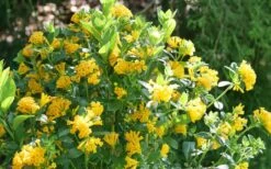 Juiced Orange Jessamine (Cestrum Corymbosum) - 3 Pack Of Quart Pots -Cheap Plants Store cestrum juiced orange jessamine 3 1