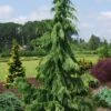 Weeping Nootka Cypress - 1 Gallon Pot 1 Weeping Nootka Cypress - 1 Gallon Pot -Cheap Plants Store chamaecyparis nootkatensis pendula weeping nootka cypress 10