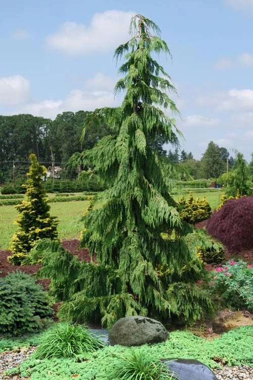 Weeping Nootka Cypress - 1 Gallon Pot 3 Weeping Nootka Cypress - 1 Gallon Pot