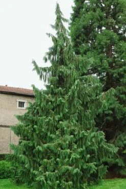 Weeping Nootka Cypress - 1 Gallon Pot 15 Weeping Nootka Cypress - 1 Gallon Pot -Cheap Plants Store chamaecyparis nootkatensis pendula weeping nootka cypress 5