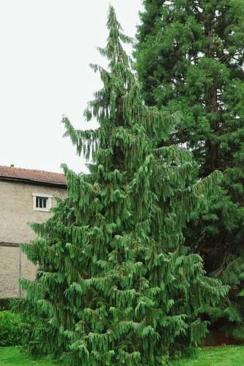 Weeping Nootka Cypress - 1 Gallon Pot 9 Weeping Nootka Cypress - 1 Gallon Pot - Image 7