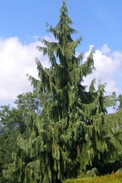 Weeping Nootka Cypress - 1 Gallon Pot 14 Weeping Nootka Cypress - 1 Gallon Pot -Cheap Plants Store chamaecyparis nootkatensis pendula weeping nootka cypress 6