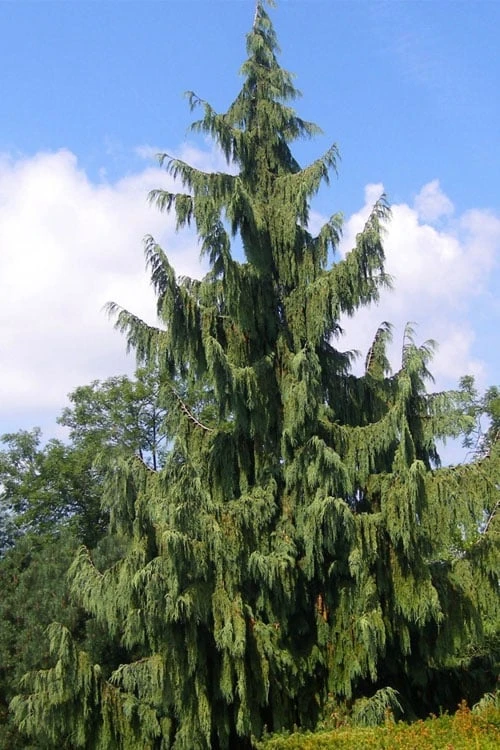 Weeping Nootka Cypress - 1 Gallon Pot 8 Weeping Nootka Cypress - 1 Gallon Pot - Image 6