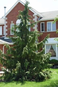 Weeping Nootka Cypress - 1 Gallon Pot 13 Weeping Nootka Cypress - 1 Gallon Pot -Cheap Plants Store chamaecyparis nootkatensis pendula weeping nootka cypress 7