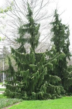 Weeping Nootka Cypress - 1 Gallon Pot 12 Weeping Nootka Cypress - 1 Gallon Pot -Cheap Plants Store chamaecyparis nootkatensis pendula weeping nootka cypress 8