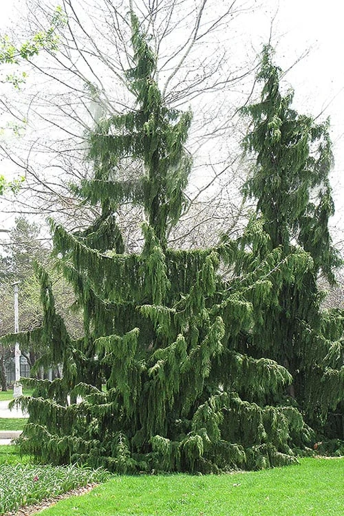 Weeping Nootka Cypress - 1 Gallon Pot 6 Weeping Nootka Cypress - 1 Gallon Pot - Image 4