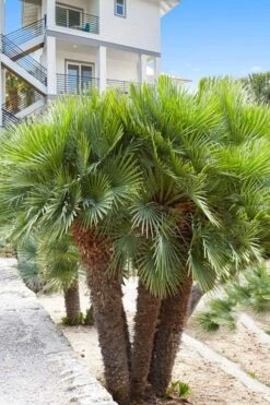 European Fan Palm - 7 Gallon Pot 10 European Fan Palm - 7 Gallon Pot -Cheap Plants Store chamaerops humilis european fan palm 101