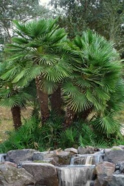 European Fan Palm - 7 Gallon Pot 11 European Fan Palm - 7 Gallon Pot -Cheap Plants Store chamaerops humilis european fan palm 102