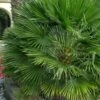 European Fan Palm - 7 Gallon Pot 1 European Fan Palm - 7 Gallon Pot -Cheap Plants Store chamaerops humilis european fan palm 103