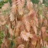 Upland Sea Oats (Chasmanthium Latifolium) - 2 Pack Of 1 Gallon Pots -Cheap Plants Store chasmanthium latifolium upland sea oats 100