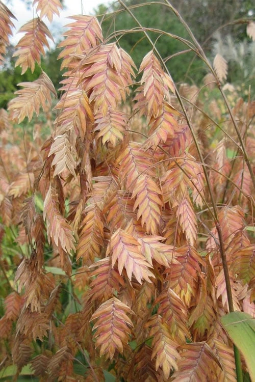 Upland Sea Oats (Chasmanthium Latifolium) - 2 Pack Of 1 Gallon Pots 3 Upland Sea Oats (Chasmanthium Latifolium) - 2 Pack Of 1 Gallon Pots