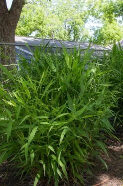 Upland Sea Oats (Chasmanthium Latifolium) - 2 Pack Of 1 Gallon Pots 16 Upland Sea Oats (Chasmanthium Latifolium) - 2 Pack Of 1 Gallon Pots -Cheap Plants Store chasmanthium latifolium upland sea oats 101