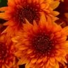 Blazing Orange Garden Mum (Chrysanthemum) - 8" Pot -Cheap Plants Store chrysanthemum blazing orange garden mum 1