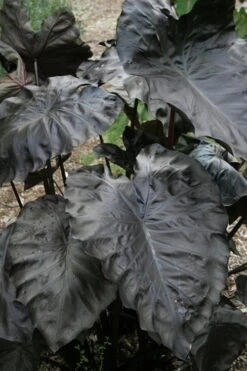 Royal Hawaiian Black Coral Elephant Ear (Colocasia) - 1 Gallon Pot -Cheap Plants Store colocasia esculenta black coral elephant ear 4