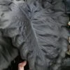 Royal Hawaiian Black Coral Elephant Ear (Colocasia) - 1 Gallon Pot 2 Royal Hawaiian Black Coral Elephant Ear (Colocasia) - 1 Gallon Pot -Cheap Plants Store colocasia esculenta black coral elephant ear 5