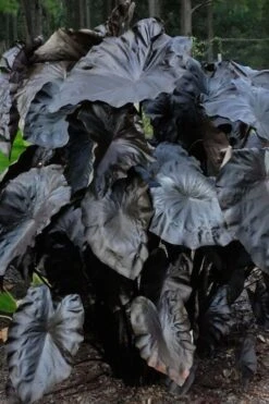 Royal Hawaiian Black Coral Elephant Ear (Colocasia) - 1 Gallon Pot -Cheap Plants Store colocasia esculenta black coral elephant ear 6