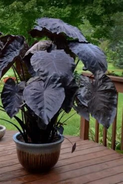 Royal Hawaiian Black Coral Elephant Ear (Colocasia) - 1 Gallon Pot -Cheap Plants Store colocasia esculenta black coral elephant ear 7