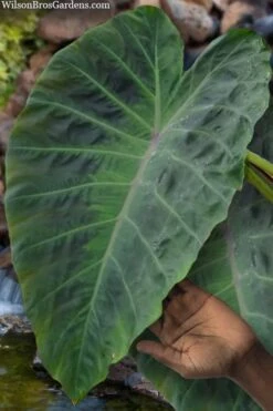 Maximus Gigante Hardy Elephant Ear (Colocasia) - 5 Gallon Pot -Cheap Plants Store colocasia maximus gigante elephant ears 3