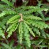 Sweet Fern (Comptonia Peregrina) - 1 Gallon Pot -Cheap Plants Store comptonia peregrina sweet fern 3