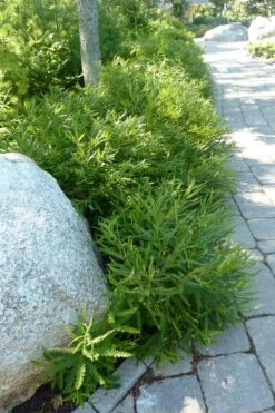 Sweet Fern (Comptonia Peregrina) - 1 Gallon Pot -Cheap Plants Store comptonia peregrina sweet fern 5