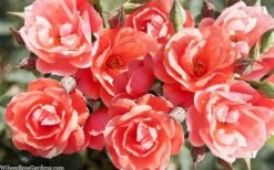 Coral Knock Out Rose - 2 Gallon Pot -Cheap Plants Store coral knock out rose 101