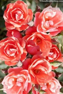 Coral Knock Out Rose - 2 Gallon Pot -Cheap Plants Store coral knock out rose 102
