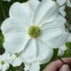 Appalachian Joy Dogwood - 7 Gallon Pot (3-4') 1 Appalachian Joy Dogwood - 7 Gallon Pot (3-4') -Cheap Plants Store cornus florida appalachian joy white flowering dogwood 1 1