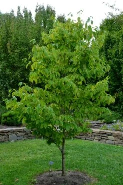 Appalachian Joy Dogwood - 7 Gallon Pot (4-5') -Cheap Plants Store cornus florida appalachian joy white flowering dogwood 2