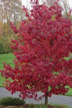 Appalachian Joy Dogwood - 7 Gallon Pot (3-4') -Cheap Plants Store cornus florida appalachian joy white flowering dogwood 3 1