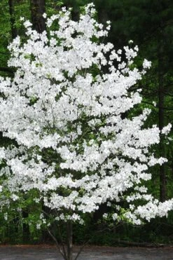 Appalachian Joy Dogwood - 7 Gallon Pot (4-5') -Cheap Plants Store cornus florida appalachian joy white flowering dogwood 4