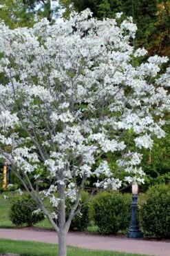 Cloud 9 Dogwood Tree - 7 Gallon Pot (4-5') -Cheap Plants Store cornus florida cloud 9 dogwood 5