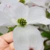 Cloud 9 Dogwood Tree - 7 Gallon Pot (4-5') 2 Cloud 9 Dogwood Tree - 7 Gallon Pot (4-5') -Cheap Plants Store cornus florida cloud 9 dogwood 8