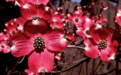 Ragin' Red Dogwood Tree - 5 Gallon Pot -Cheap Plants Store cornus florida ragin red dogwood tree 11